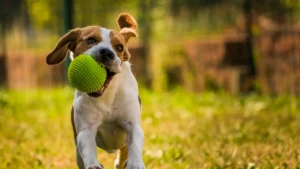 Comportamento canino