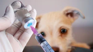 Vacinação para cachorro