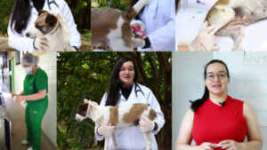 Curso de Auxiliar Veterinário para Animais de Pequeno Porte