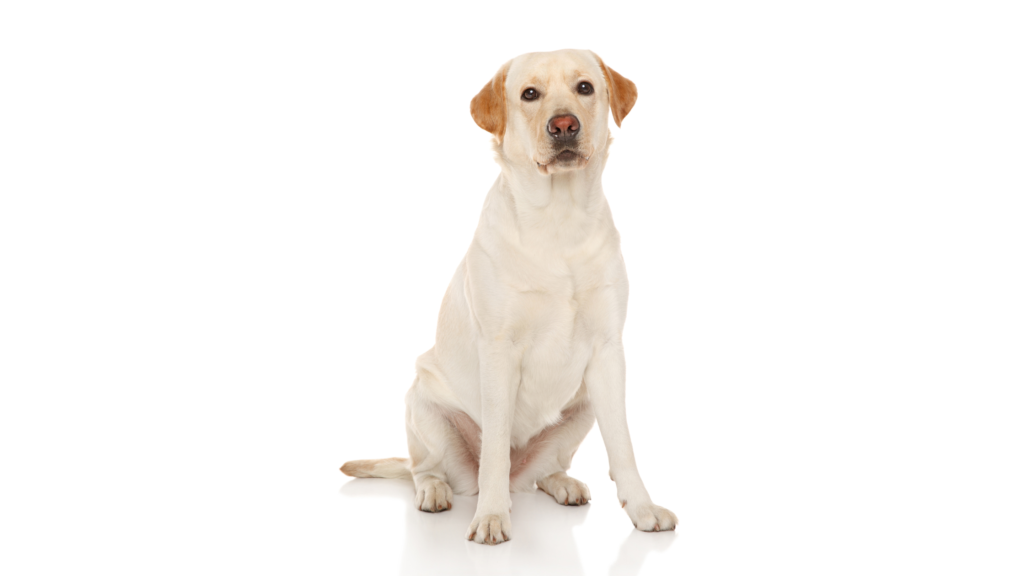 raças de cachorro : Labrador Retriever