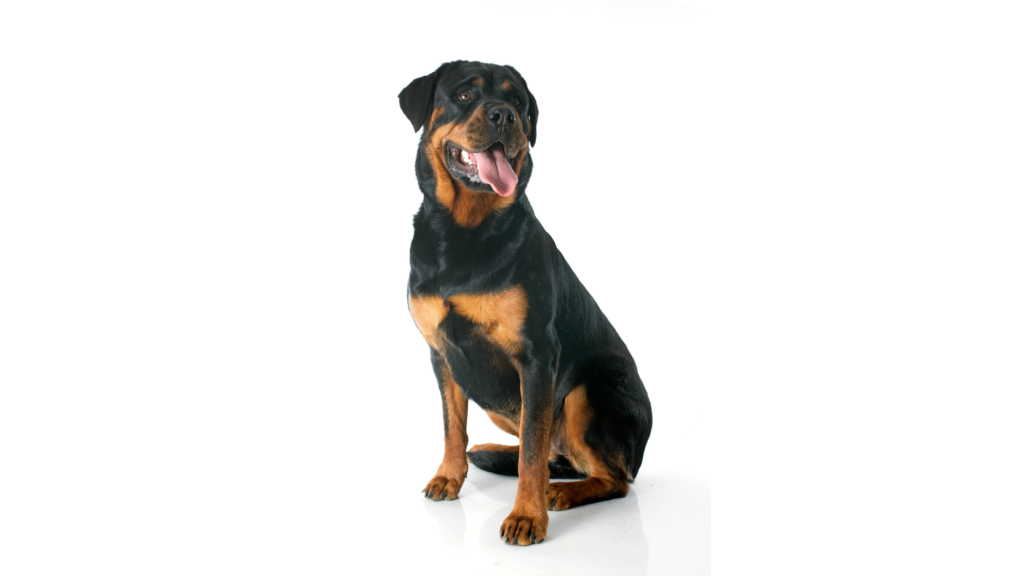 Rottweiler